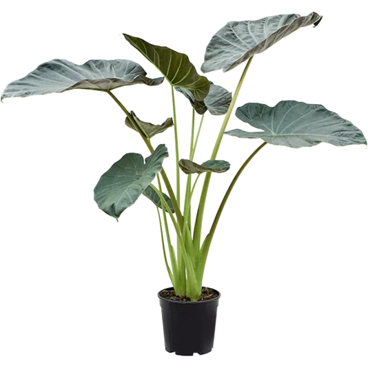 Алоказия Регал Шилд Alocasia Regal Shield