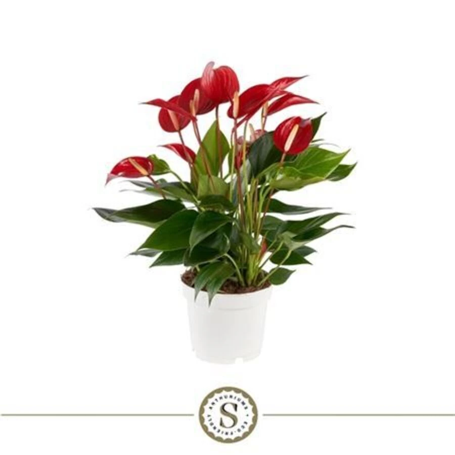 Антуриум Андрианум Милле Флер Роза