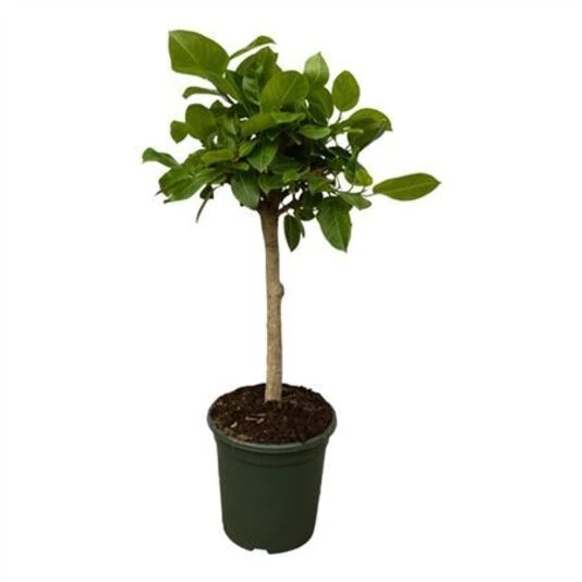 Фикус Альтиссима штамб Ficus Altissima On Stem