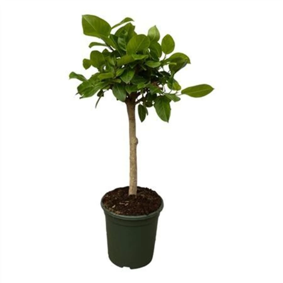 Фикус Альтиссима штамб Ficus Altissima On Stem