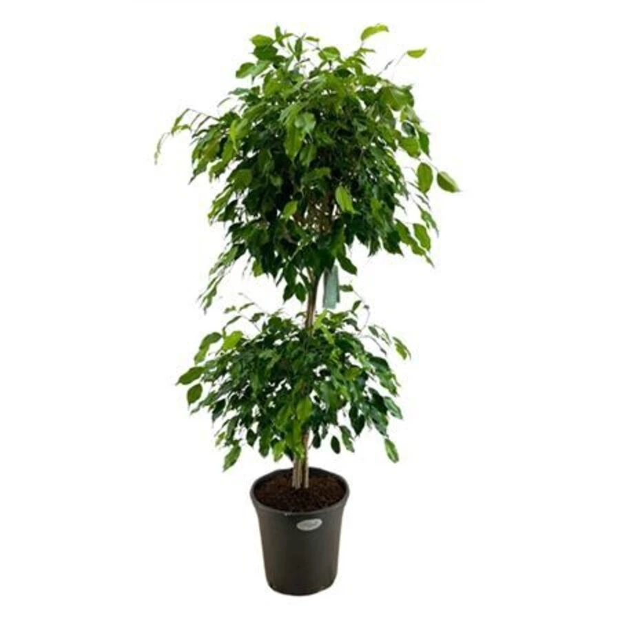 Фикус Бенджамина разветвленный уровневый Ficus Be Bush At Level