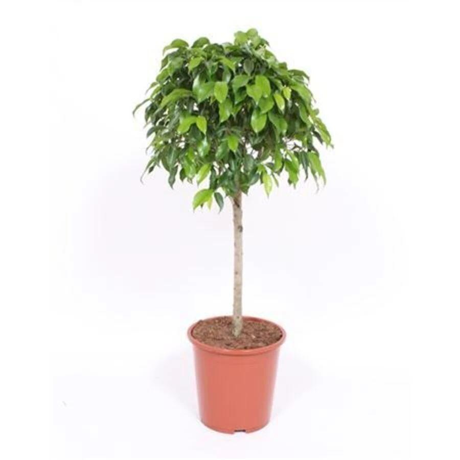 Фикус Бенджамина Колумнар штамб Ficus Be Columnar On Stem