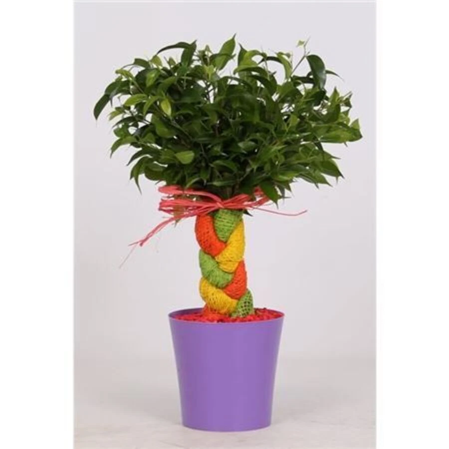 Фикус Бенджамина Крейзи Три Саммертвист Ficus Be Crazy Tree Summertwist