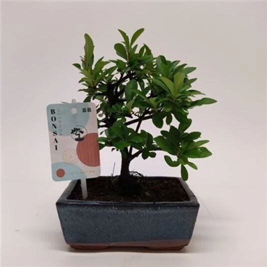 Бонсай Лаки Bonsai Lucky