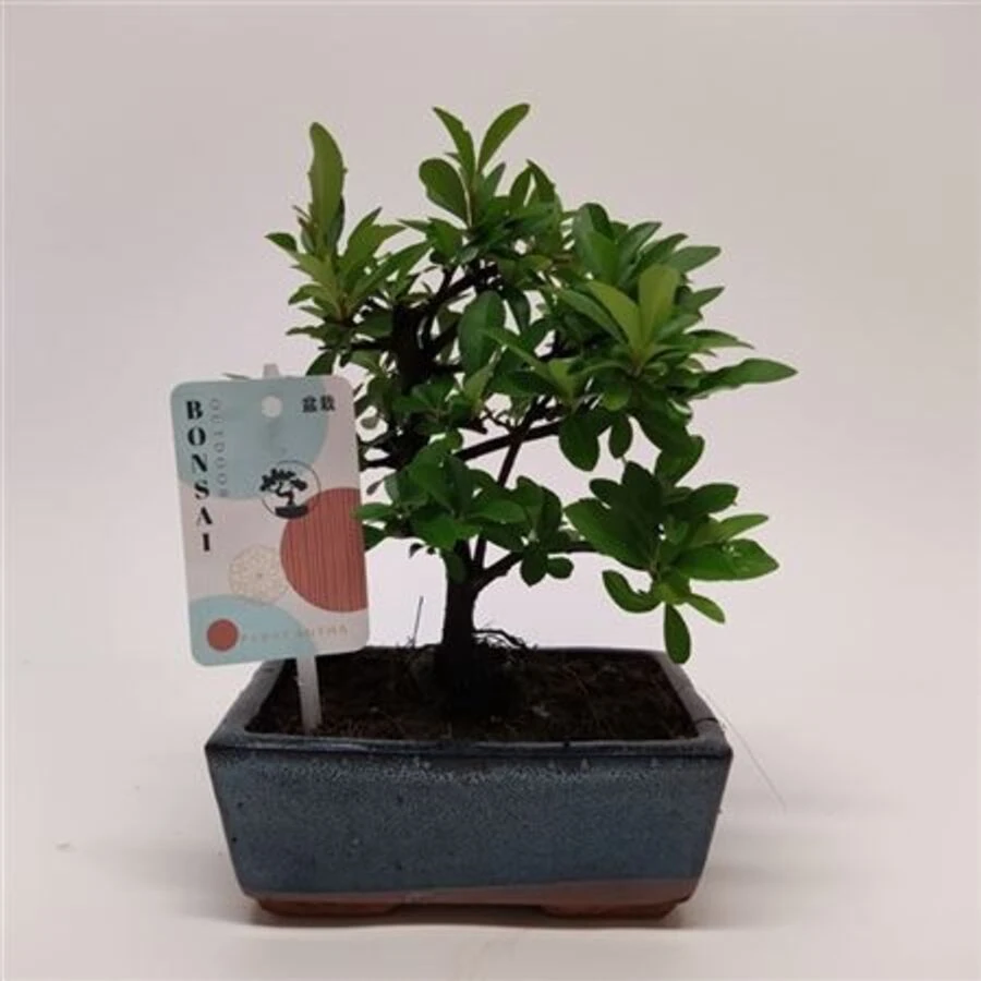 Бонсай Лаки Bonsai Lucky