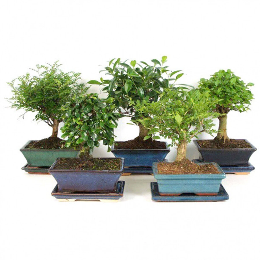 Бонсай микс Лаки Bonsai Mix Luckey