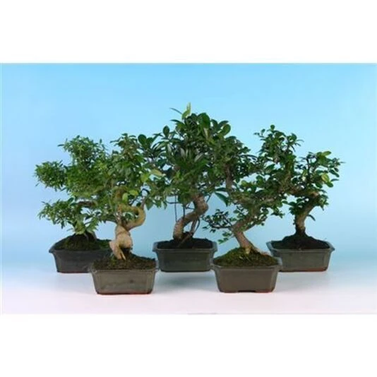  Бонсай Микс Индор Брум Bonsai Mix Indoor Broom