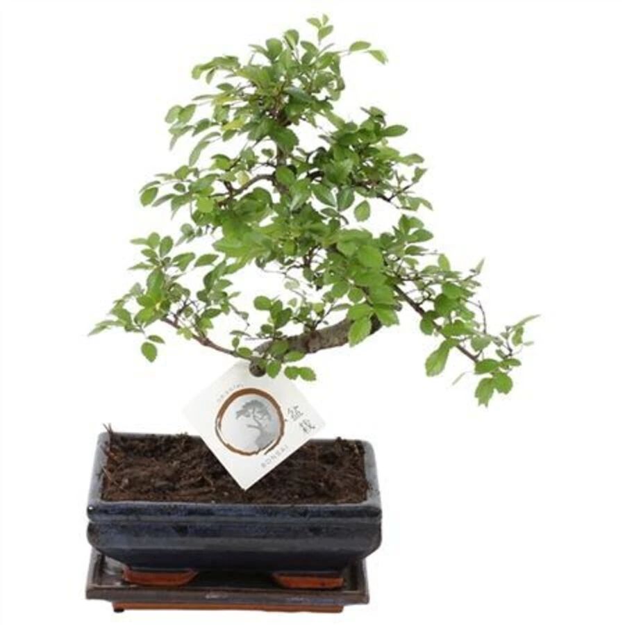 Бонсай Дзельква  Bonsai Zelkova