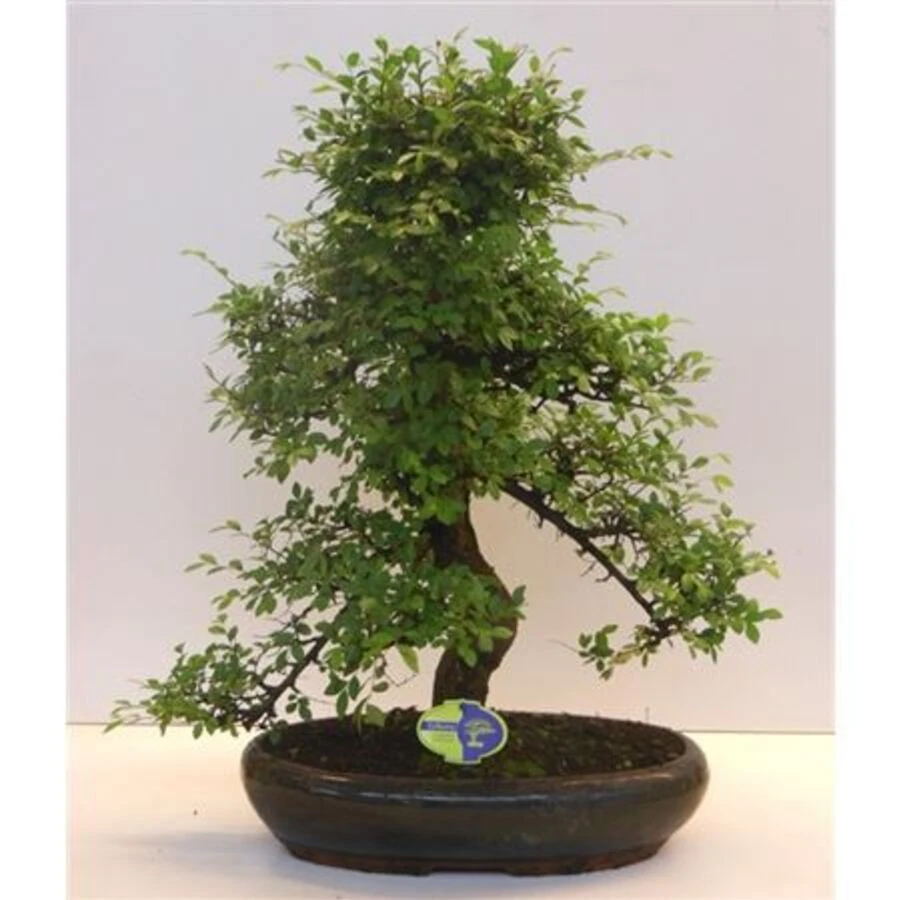 Бонсай Дзельква Парвифолия Bonsai Zelkova Parvifolia