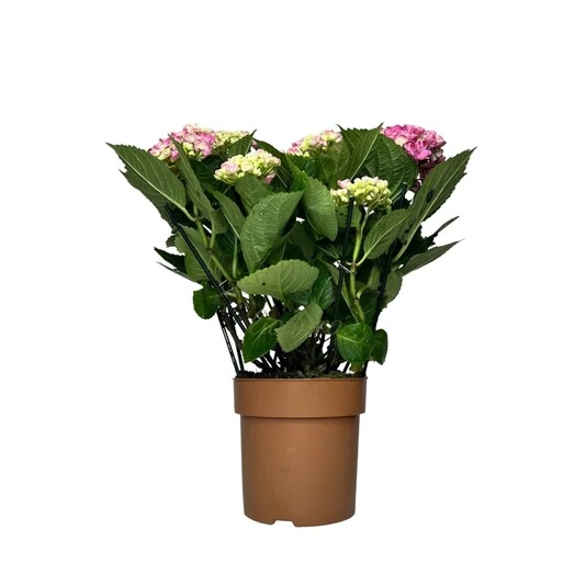 Гортензия крупнолистная Курли Вурли Пинк Hydrangea Ma Curly Wurly Pink