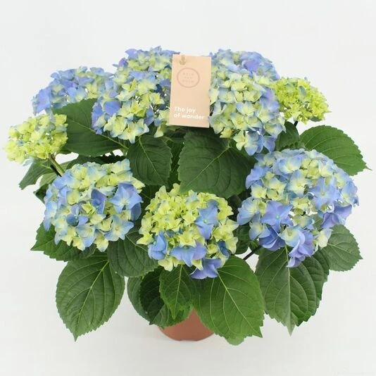 Гортензия крупнолистная Орли Блю Hydrangea Ma Early Blue