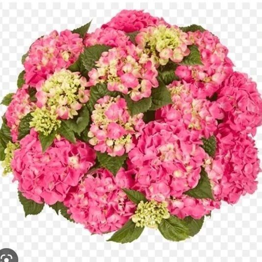 Гортензия крупнолистная Таблетензия Ред Hydrangea Ma Tabletensia Red