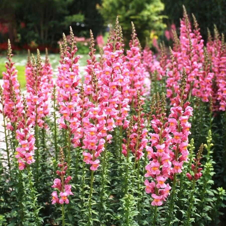 Антирринум Antirrhinum