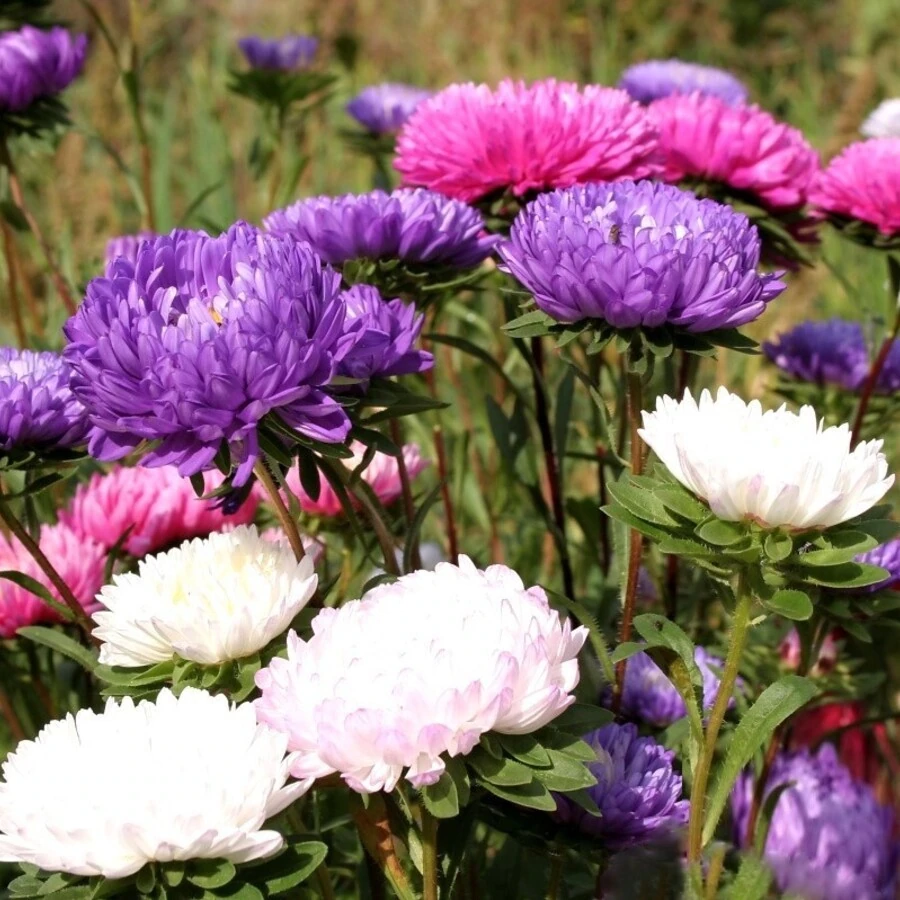 Астра низкорослая Aster