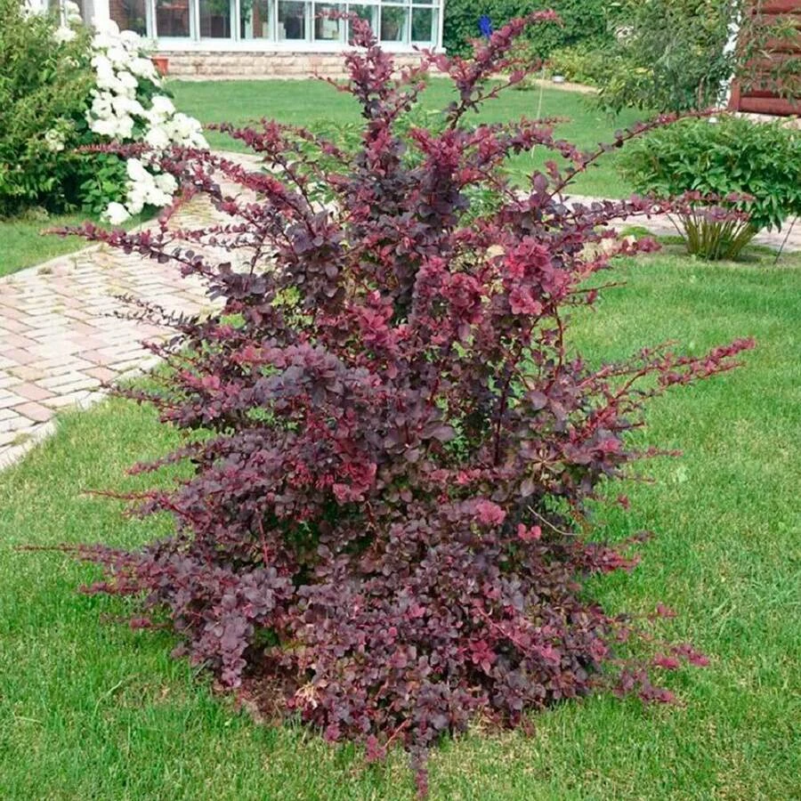 Барбарис оттавский "Суперба" Berberis x ottawensis 'Superba'