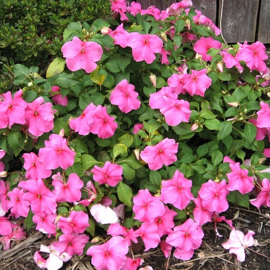 Бальзамин Уоллера Impatiens Walleriana