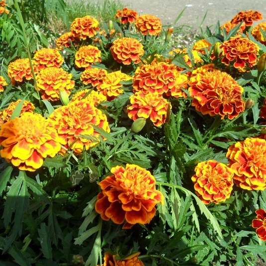 Бархатцы отклоненные Tagetes Patula