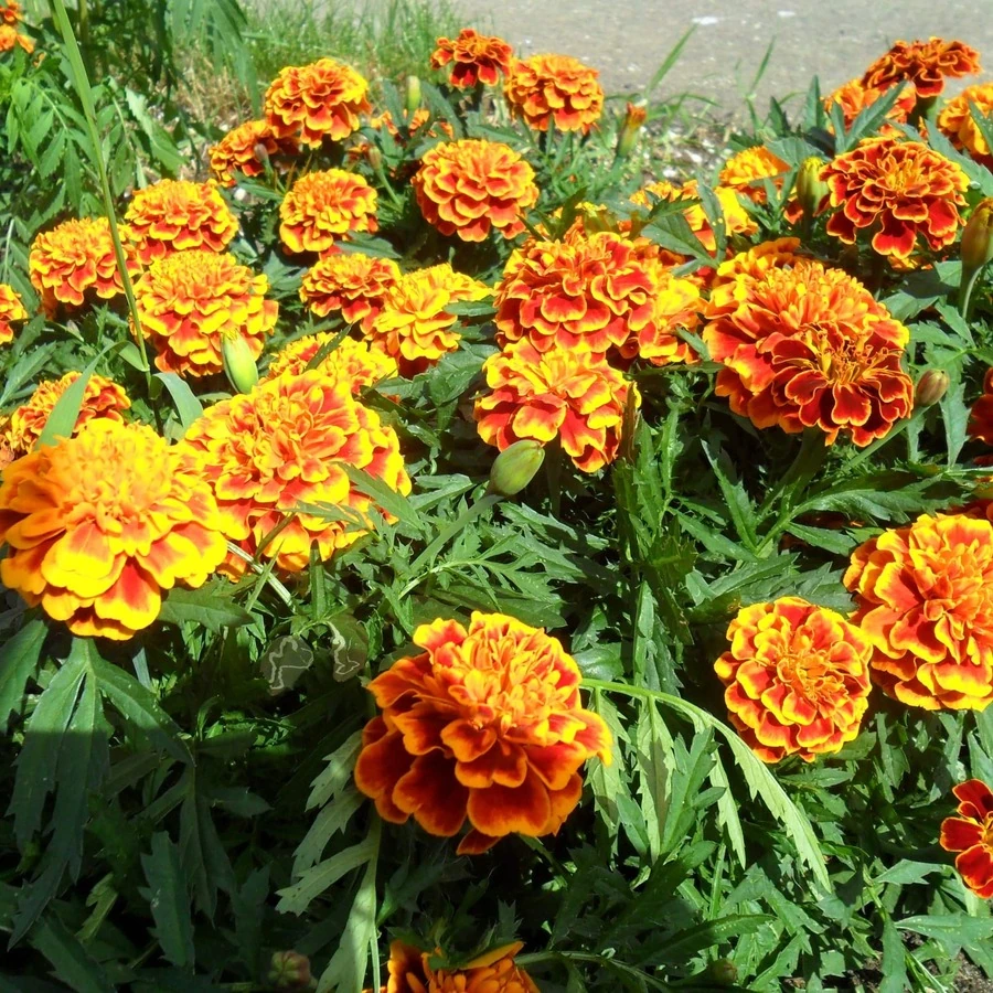 Бархатцы отклоненные Tagetes Patula