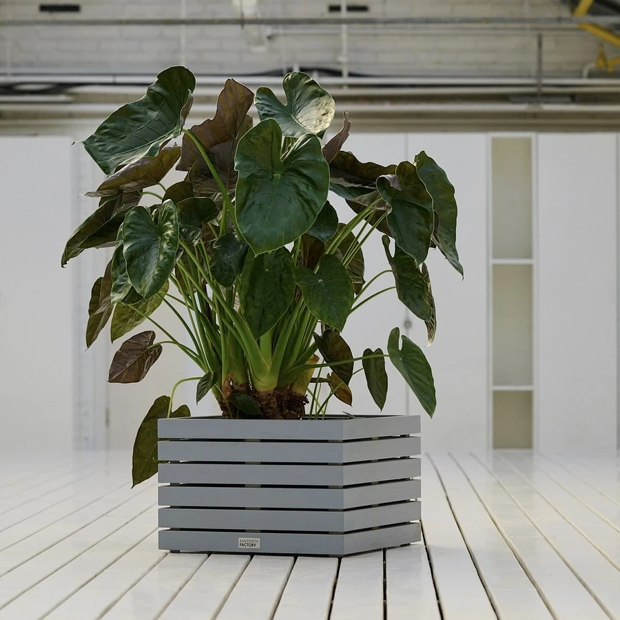 КАШПО MAXPLANTER PARIS (ПАРИЖ) АРТ. PS-2810-1