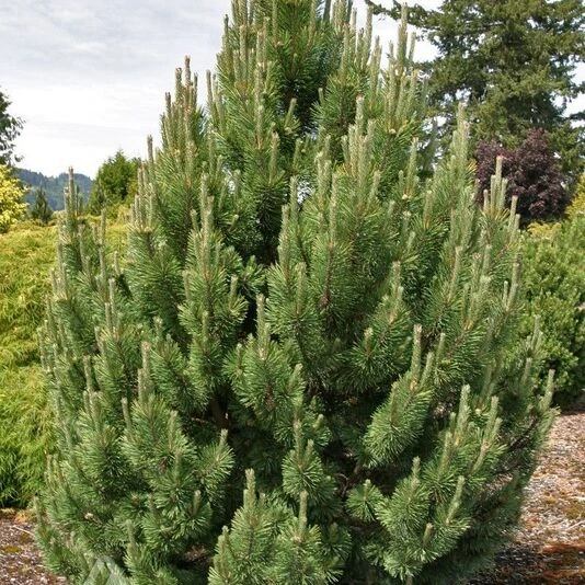 СОСНА ГОРНАЯ ТАННЕНБАУМ, Pinus mugo 'Tannenbaum' Upright Mugo Pine
