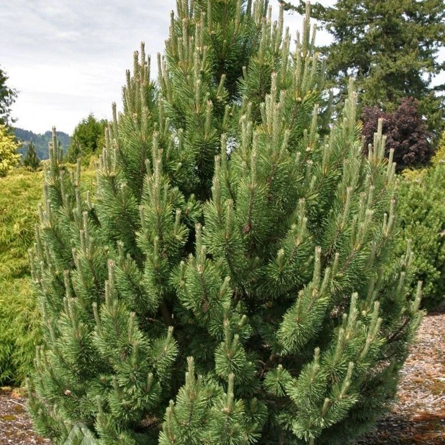 СОСНА ГОРНАЯ ТАННЕНБАУМ, Pinus mugo 'Tannenbaum' Upright Mugo Pine