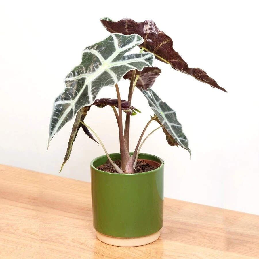 Алоказия Амазоника Дворф Alocasia Amazonica Dwarf