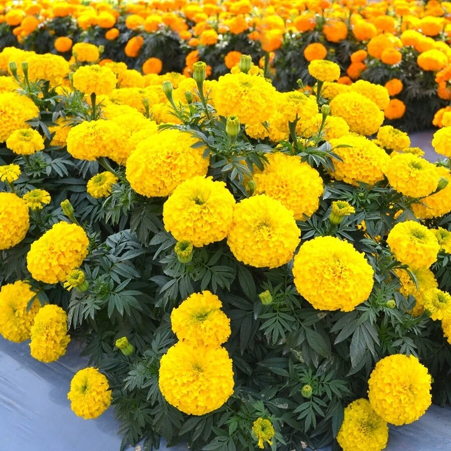 Бархатцы прямостоячие Tagetes Erecta