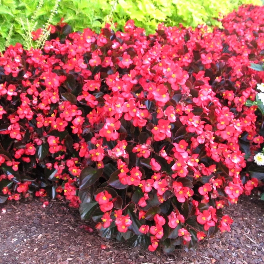 Бегония вечноцветущая бронзоволистная Begonia semperflorens