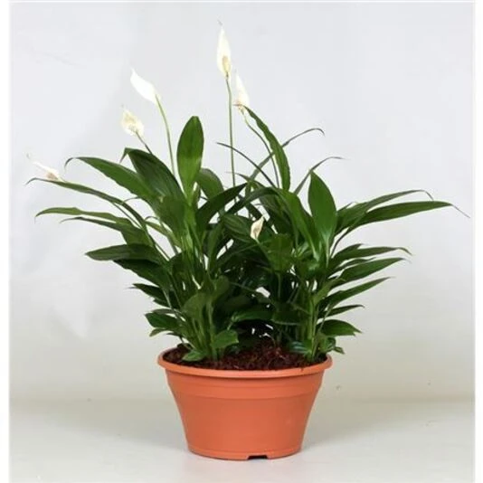 Спатифиллум в чаше  Spathiphyllum in Bowl