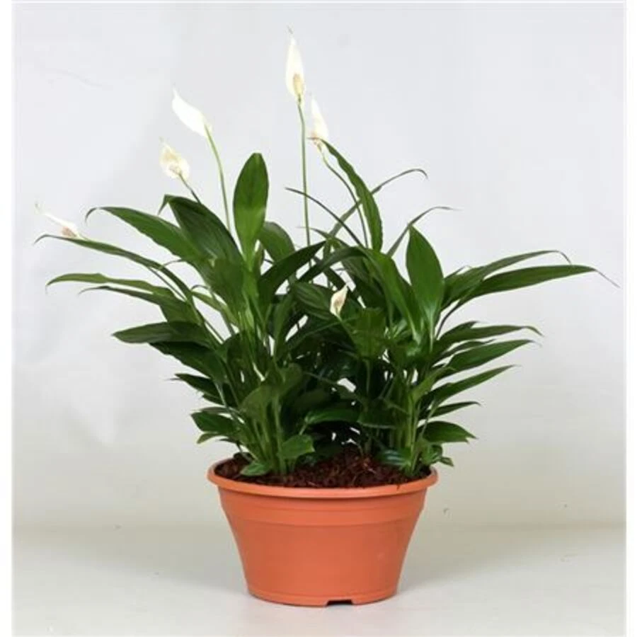 Спатифиллум в чаше  Spathiphyllum in Bowl