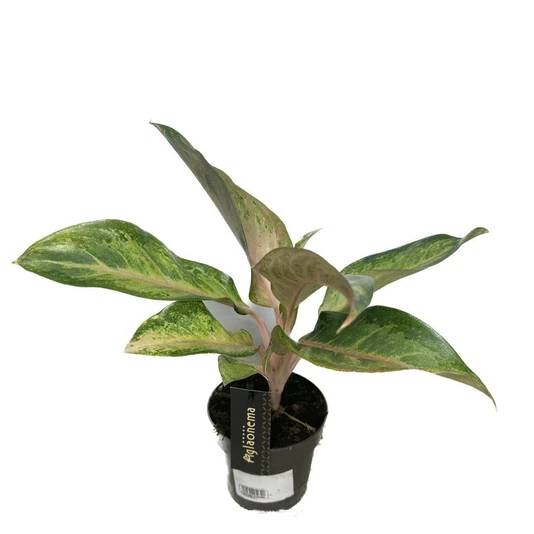 Аглаонема Гуава Пинк Aglaonema Guava Pink