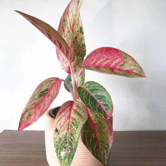 Аглаонема Зебрина Пинк Aglaonema Zebrina Pink
