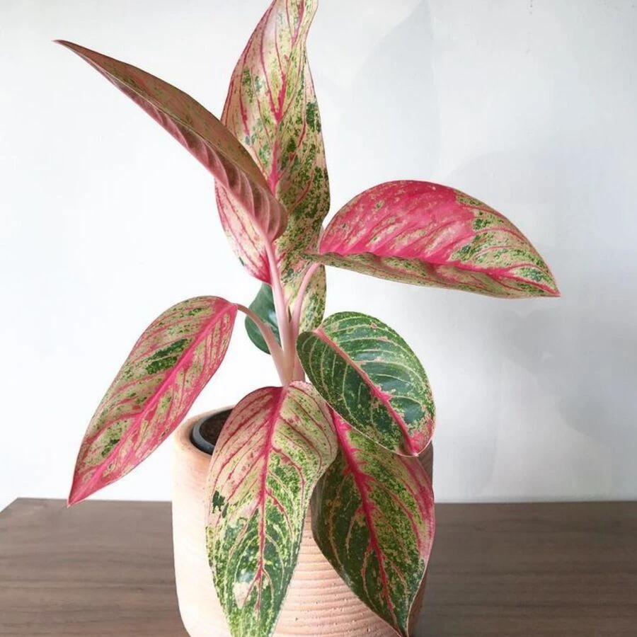 Аглаонема Зебрина Пинк Aglaonema Zebrina Pink