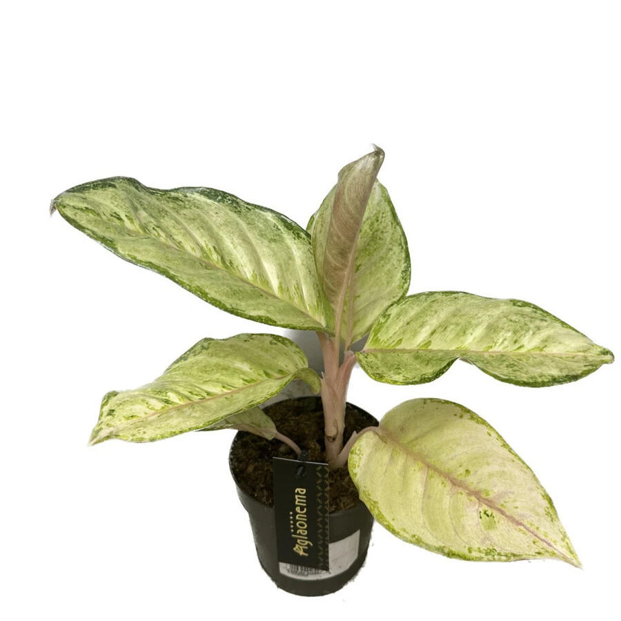 Аглаонема Корн Силк Aglaonema Corn Silk