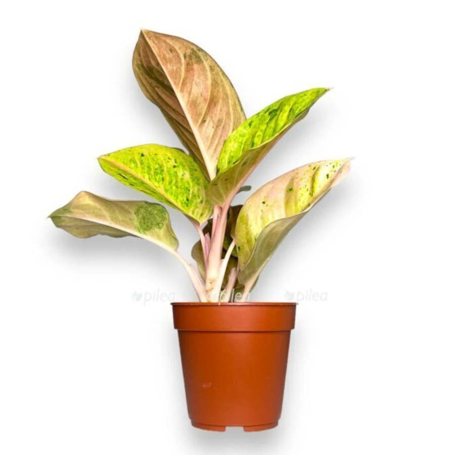 Аглаонема Крикет Пинк Aglaonema Criket Pink