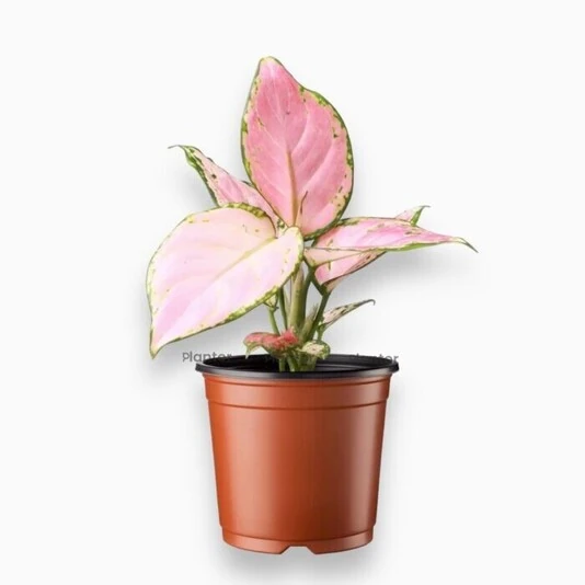 Аглаонема Ред Зиркон Aglaonema Red Zirkon