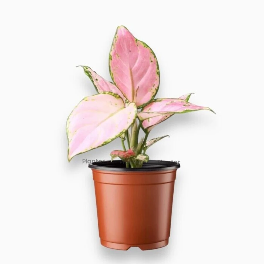 Аглаонема Ред Зиркон Aglaonema Red Zirkon