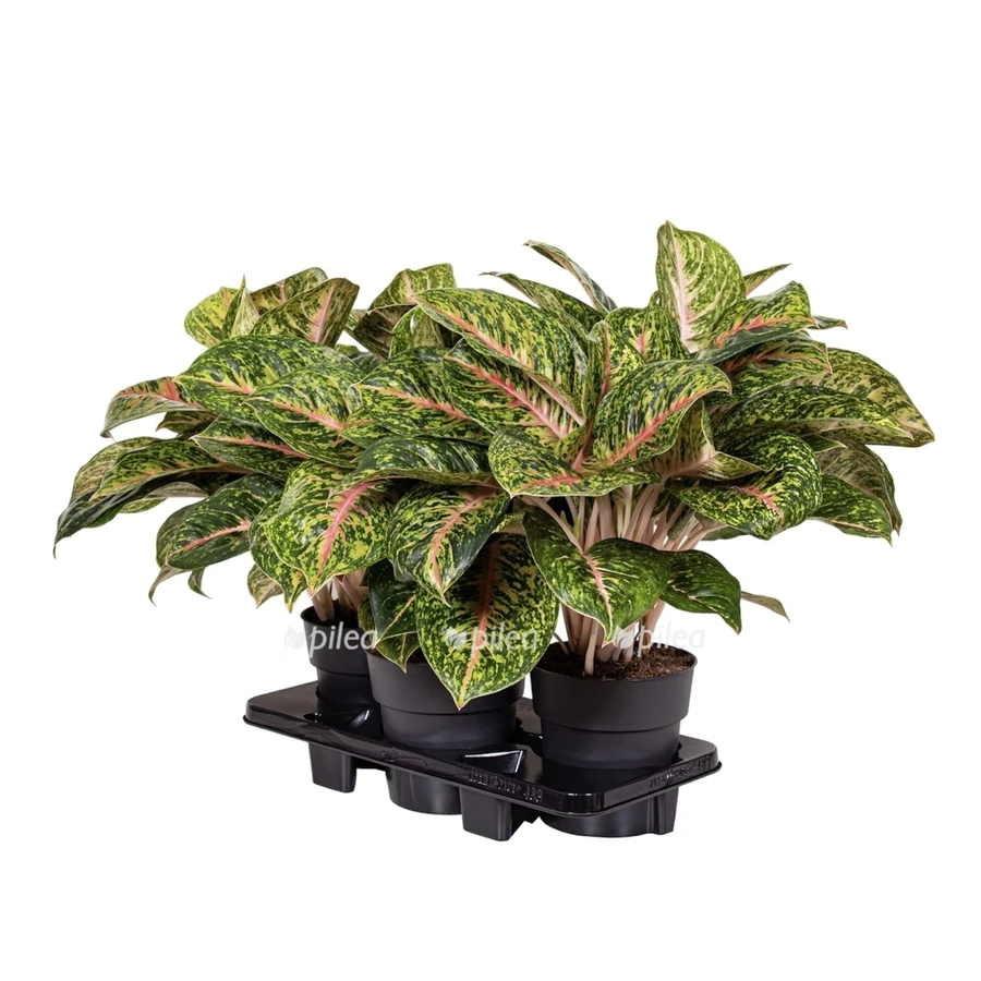 Аглаонема Ред Окапи Aglaonema Red Okapi