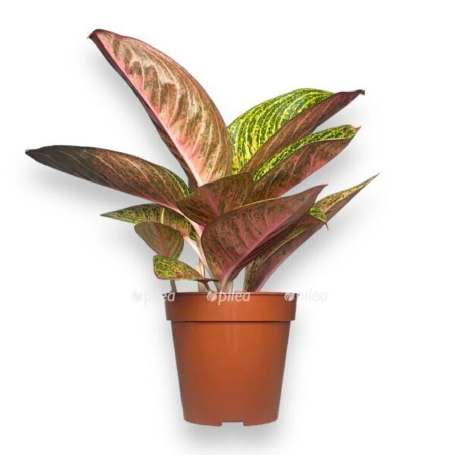 Аглаонема Ред Рефлекшн Aglaonema Red Reflection