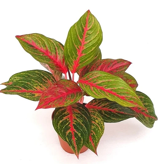 Аглаонема Ред Эмеральд Aglaonema Red Emerald