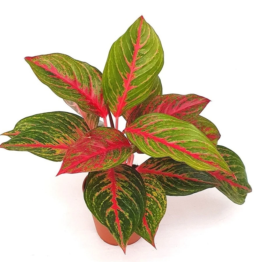 Аглаонема Ред Эмеральд Aglaonema Red Emerald