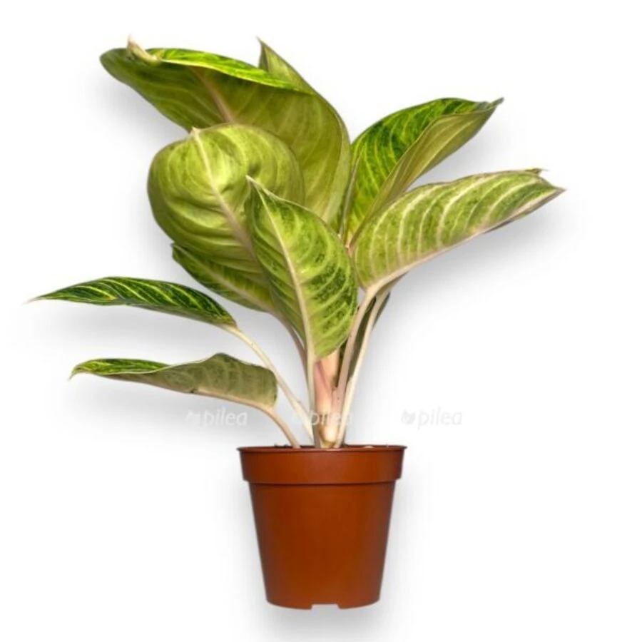 Аглаонема Рози Паркет Aglaonema Rozy Parket