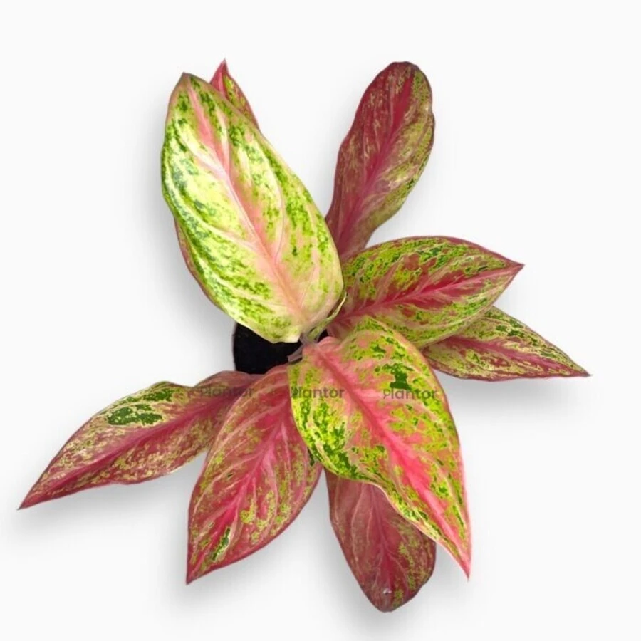 Аглаонема Таити Ред Aglaonema Tahiti Red