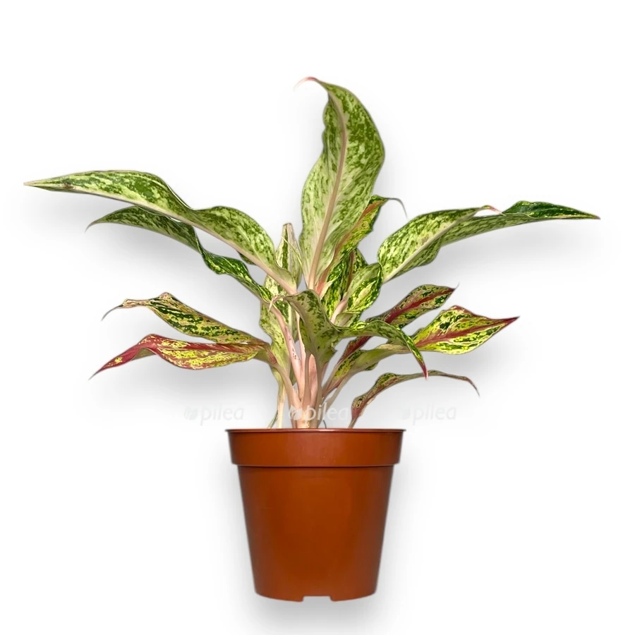Аглаонема Твиджи Ред Aglaonema Twiggy Red