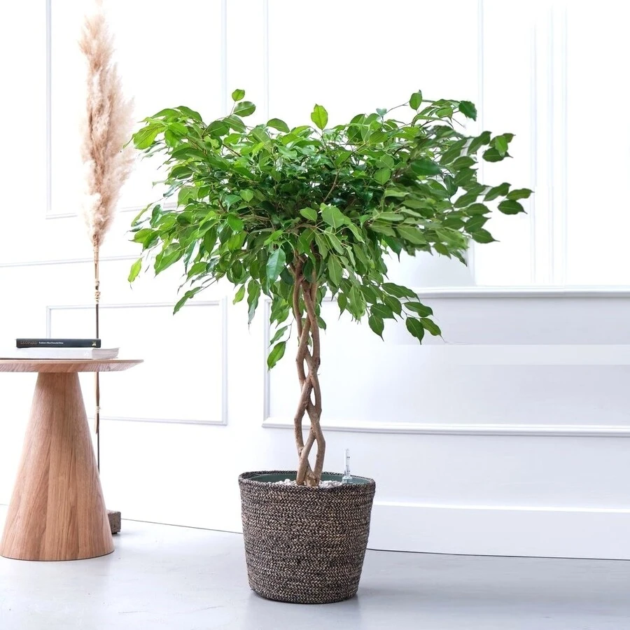 Фикус Бенжамина Адора переплет Ficus Benjamina Adora Twisted Stem
