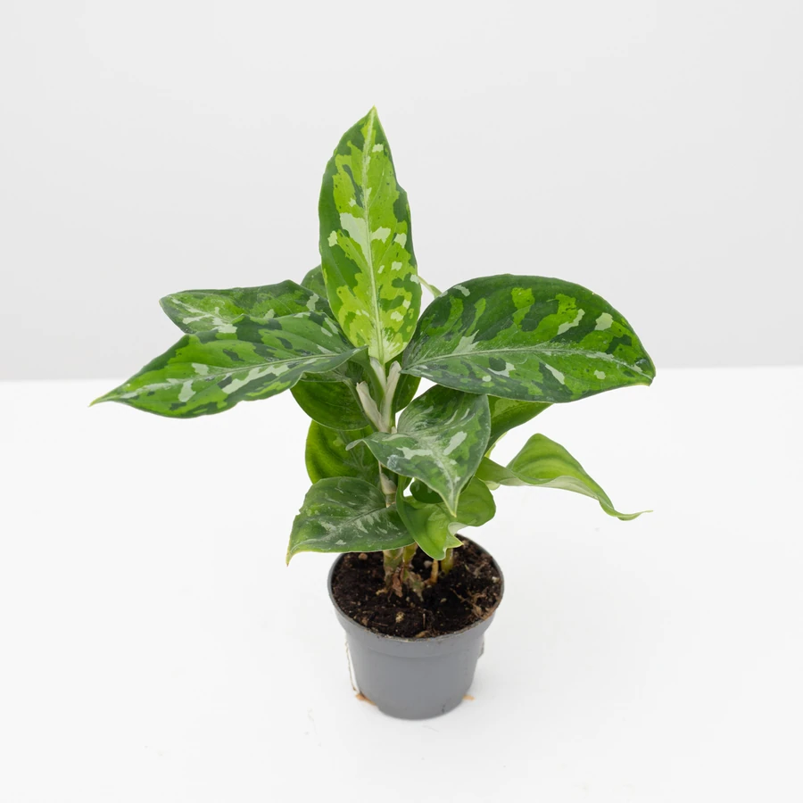 Аглаонема Триколор Aglaonema Three Color
