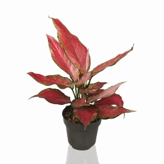 Аглаонема Черри Бэби Aglaonema Cherry Baby