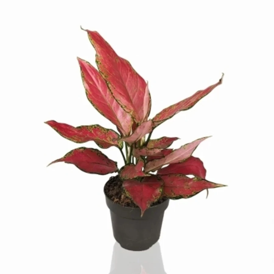 Аглаонема Черри Бэби Aglaonema Cherry Baby
