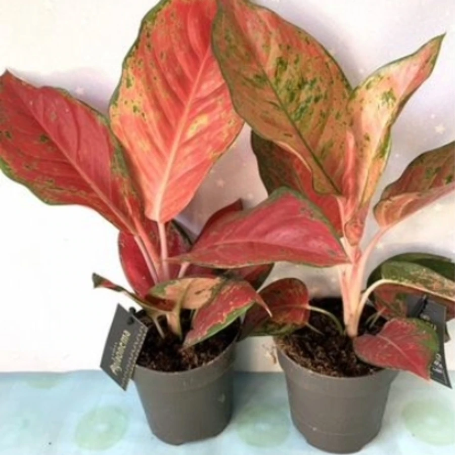Аглаонема Чили Ред Aglaonema Chili Red