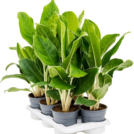 Аглаонема Чинто Кинг Aglaonema Cintho King